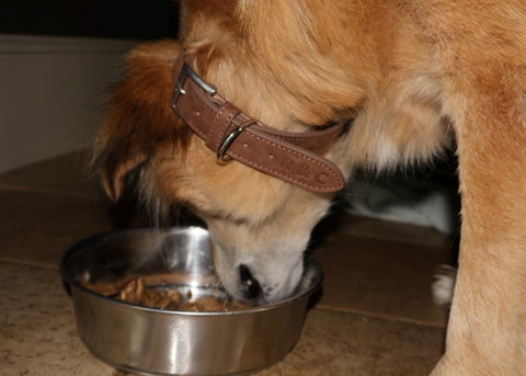 dog eating dinner from his bowl