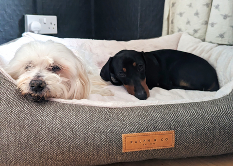 Elderly dog and younger Dachshund sharing a Lincoln nest bed