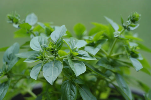 fresh oregano in a garden