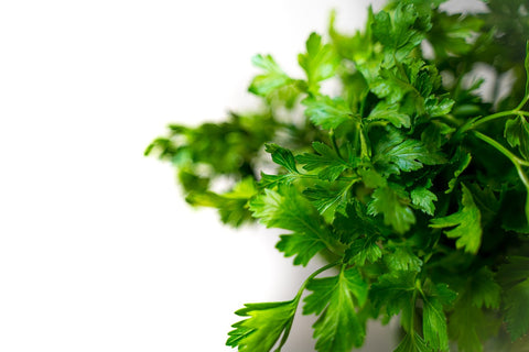 coriander on a white background