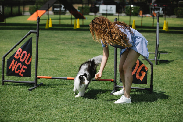 dog doing agility with owner outdoors