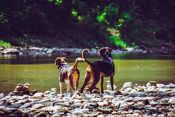 Two dogs by a lake