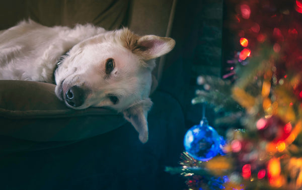 Dog sleeping by Christmas tree