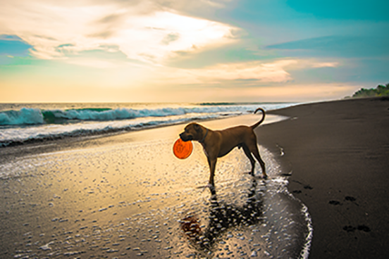 dog with frisbee on the beach