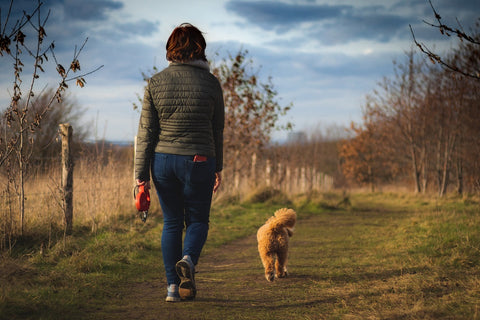 dog walking in historic area