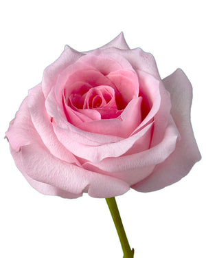 Blushing Akito Rose - Petaljet