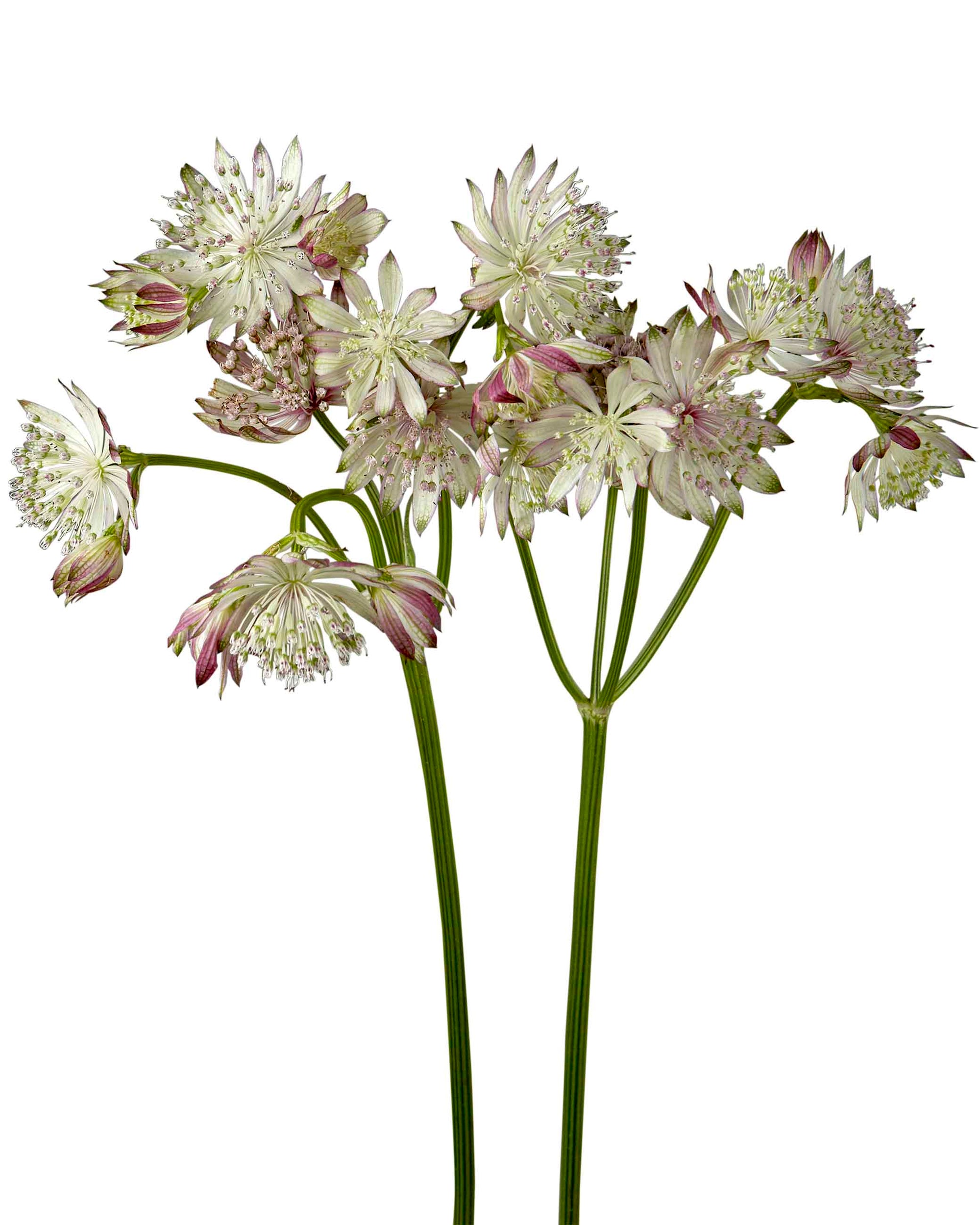 astrantia light pink