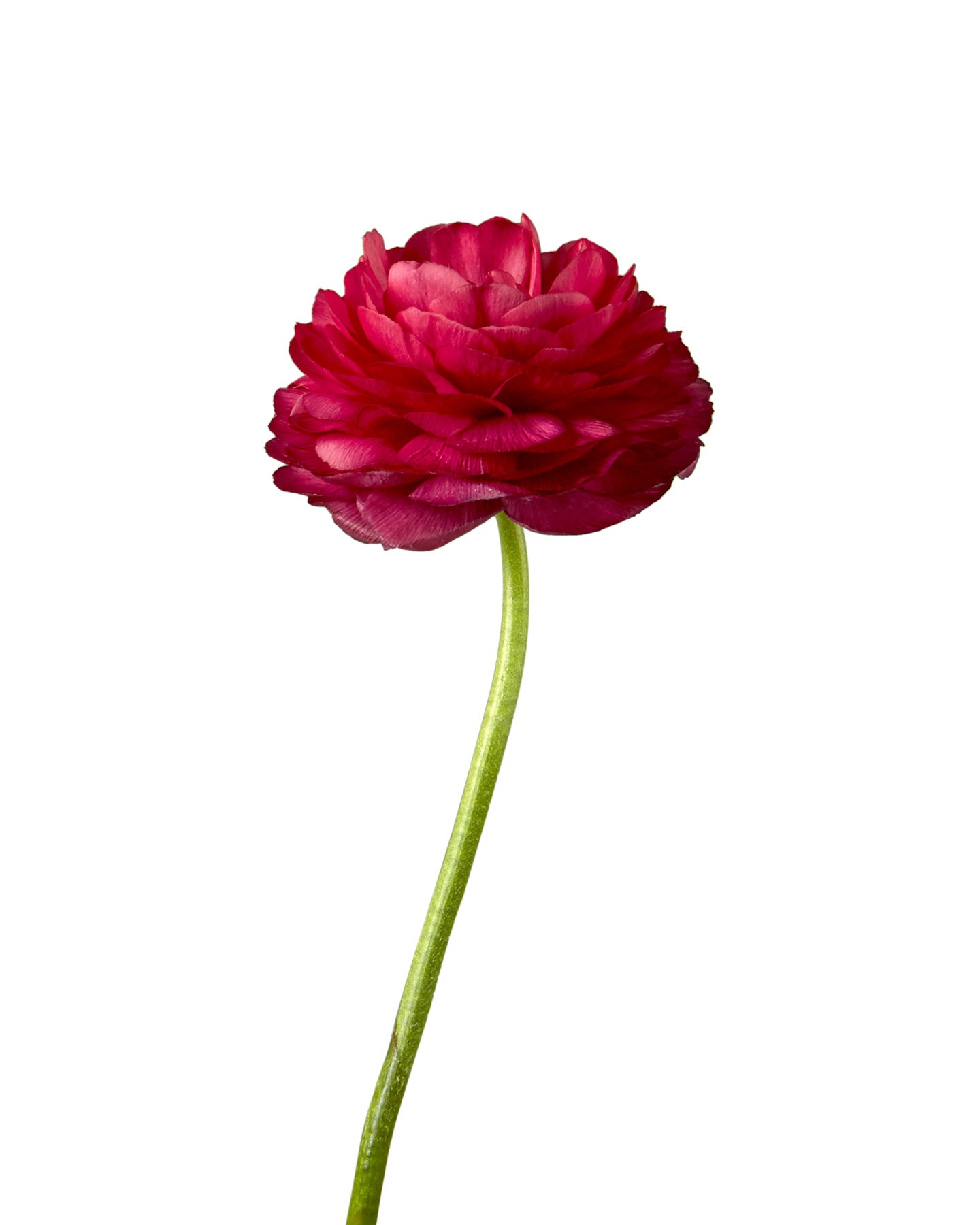 Hot Pink Ranunculus - Petaljet