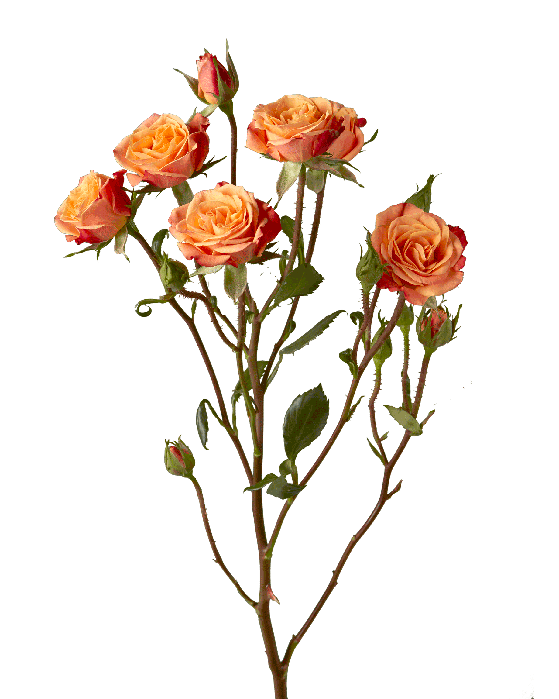 Spray Rose Mambo Orange - Petaljet