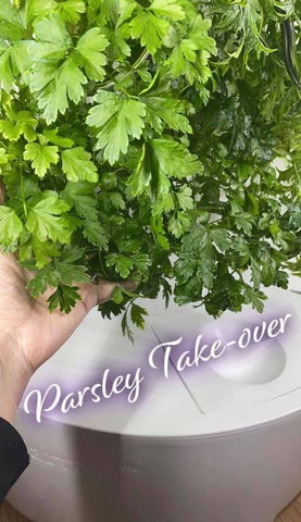 Parsley Takes Over the iHarvest Indoor Garden