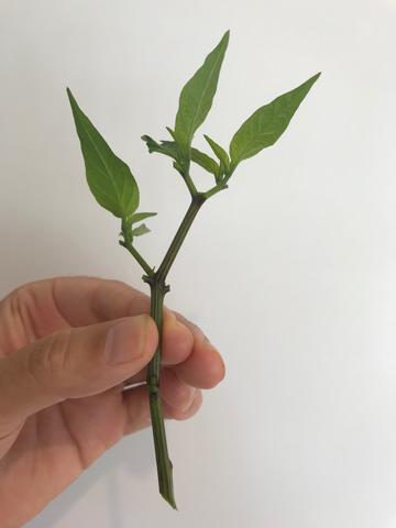 Pepper Plant Cutting for Propagation Indoors
