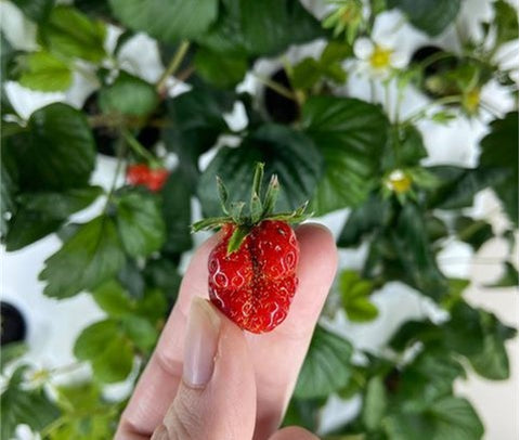 Poorly Pollinated Strawberry