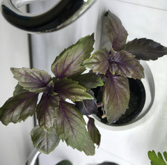 Purple Basil