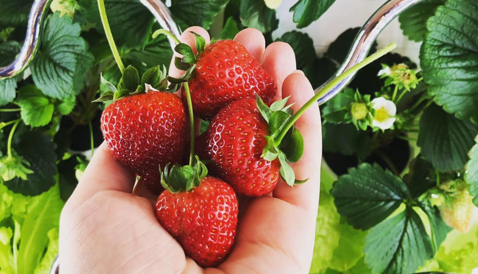 Fresh Strawberries from Indoor Garden