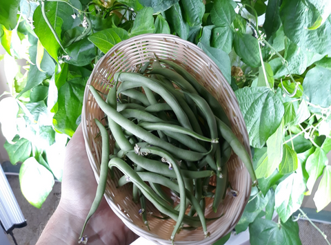 Green Beans Grown Indoors