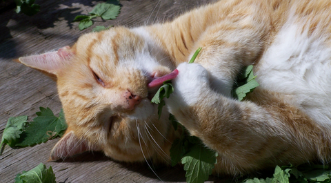 cat on catnip