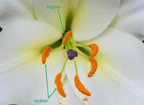 Stigma and Anther of White Lily