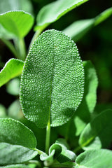 Sage leaf