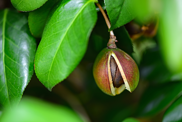 Close up of camellia seed