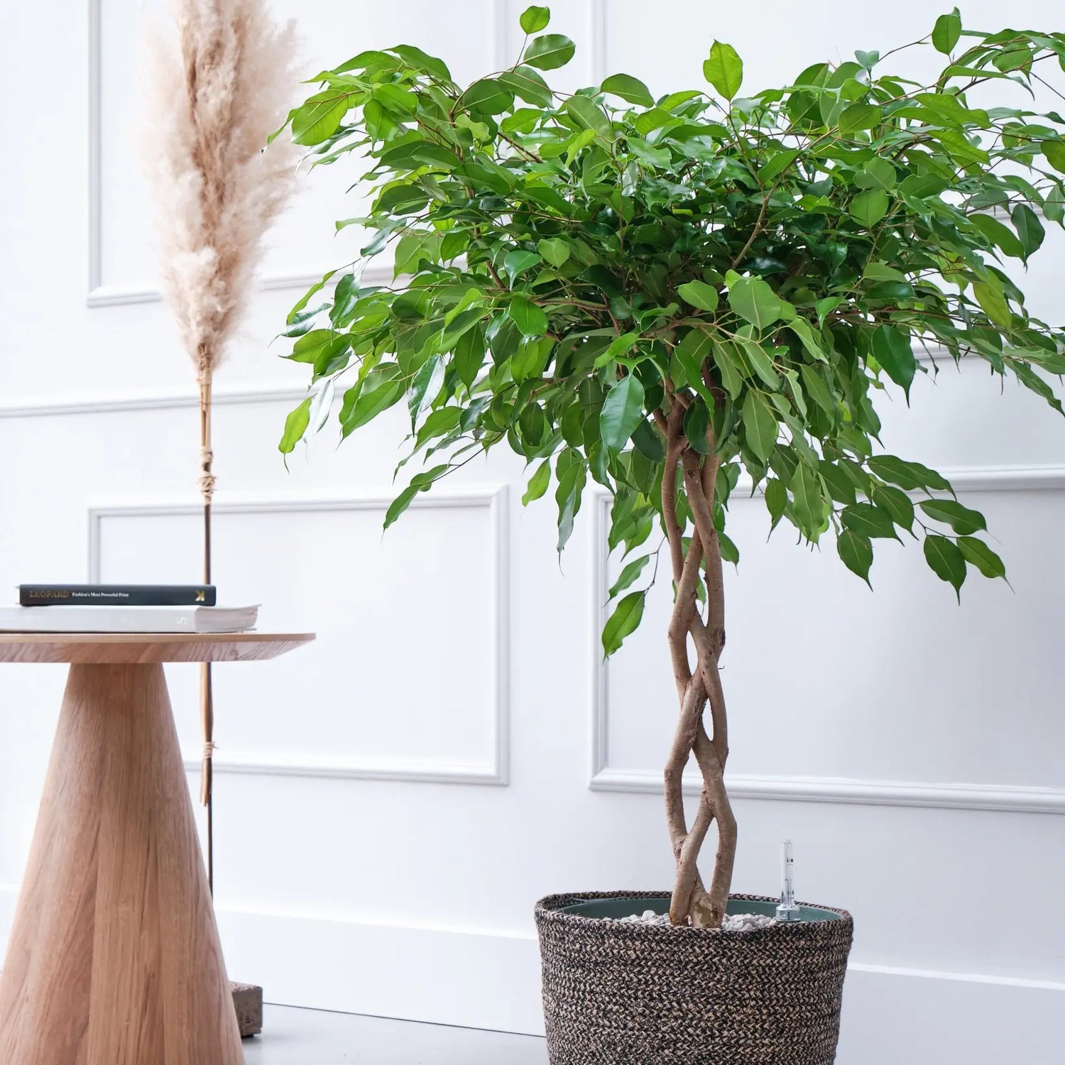 Rekwisieten Goed gevoel kleermaker Ficus Adora (Ficus Benjamina) kopen? 120cm Hoog| Hydrocultuur | – Beautanic  Lifestyle