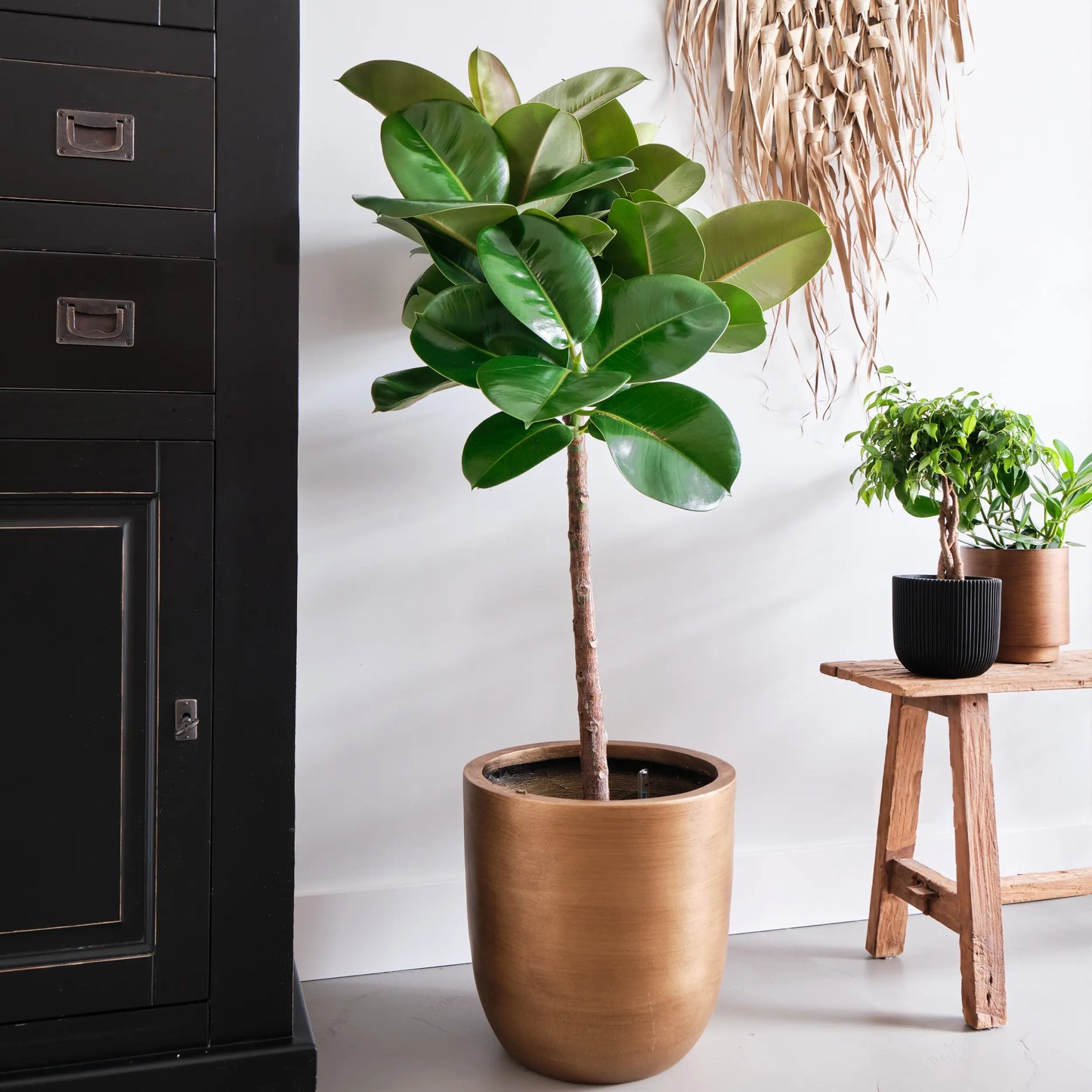 Want to buy Ficus Makana (Elastica)? 120cm high | With built-in water meter  – Beautanic Lifestyle