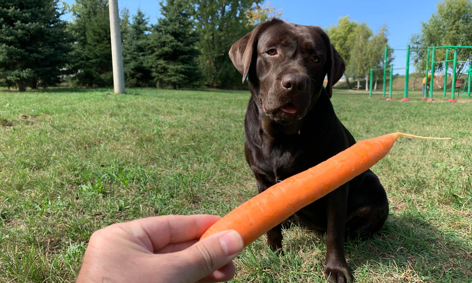 are dogs allowed carrots