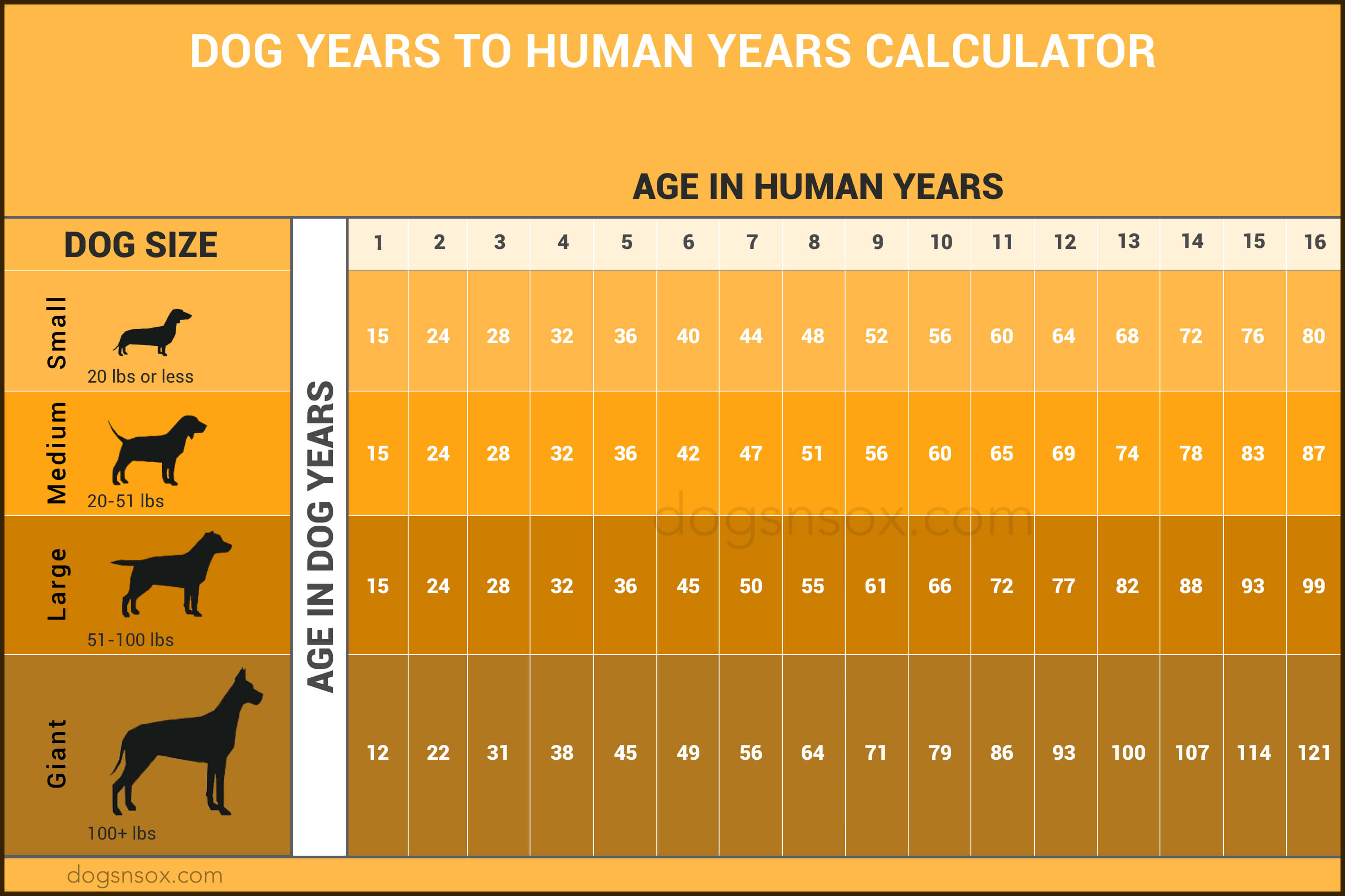 what is 13 human years in dog years