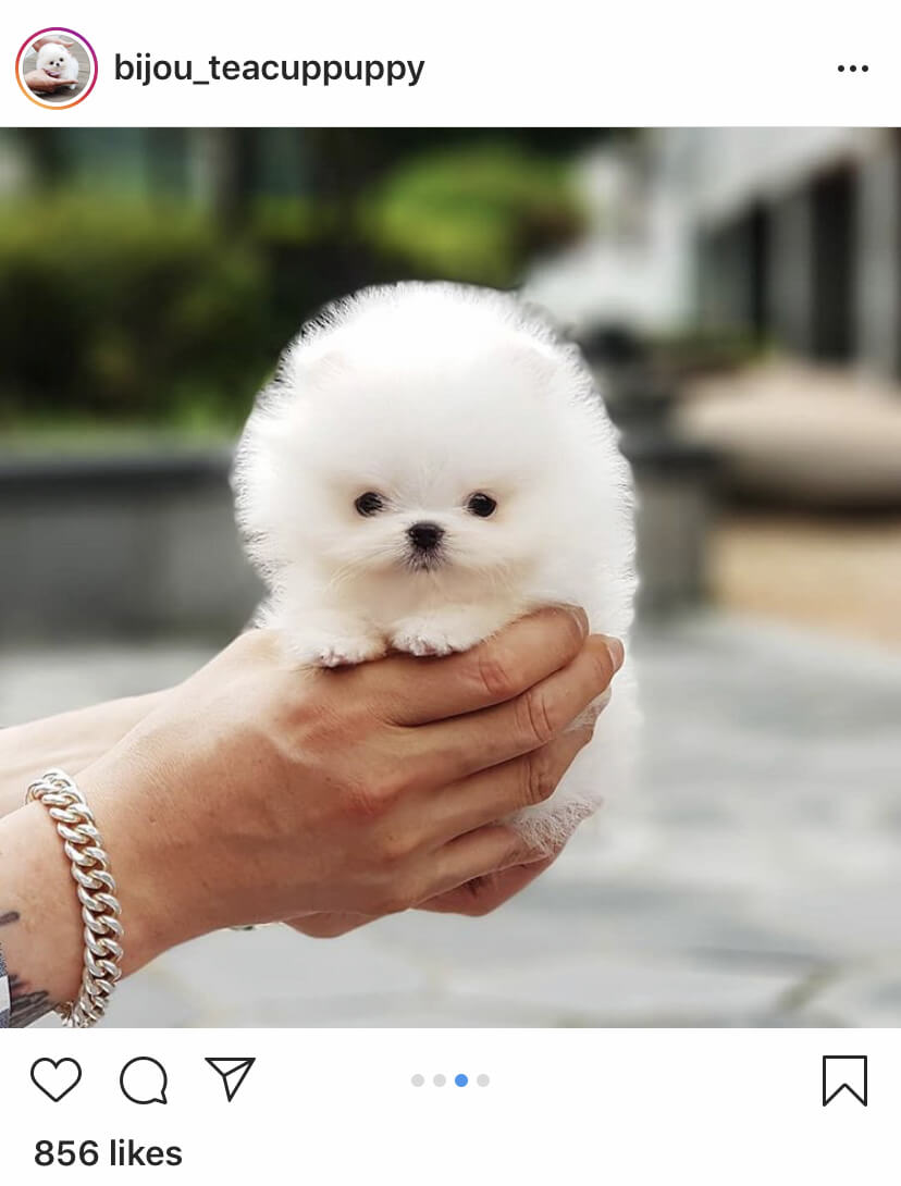 teacup pomeranian teddy bear dog