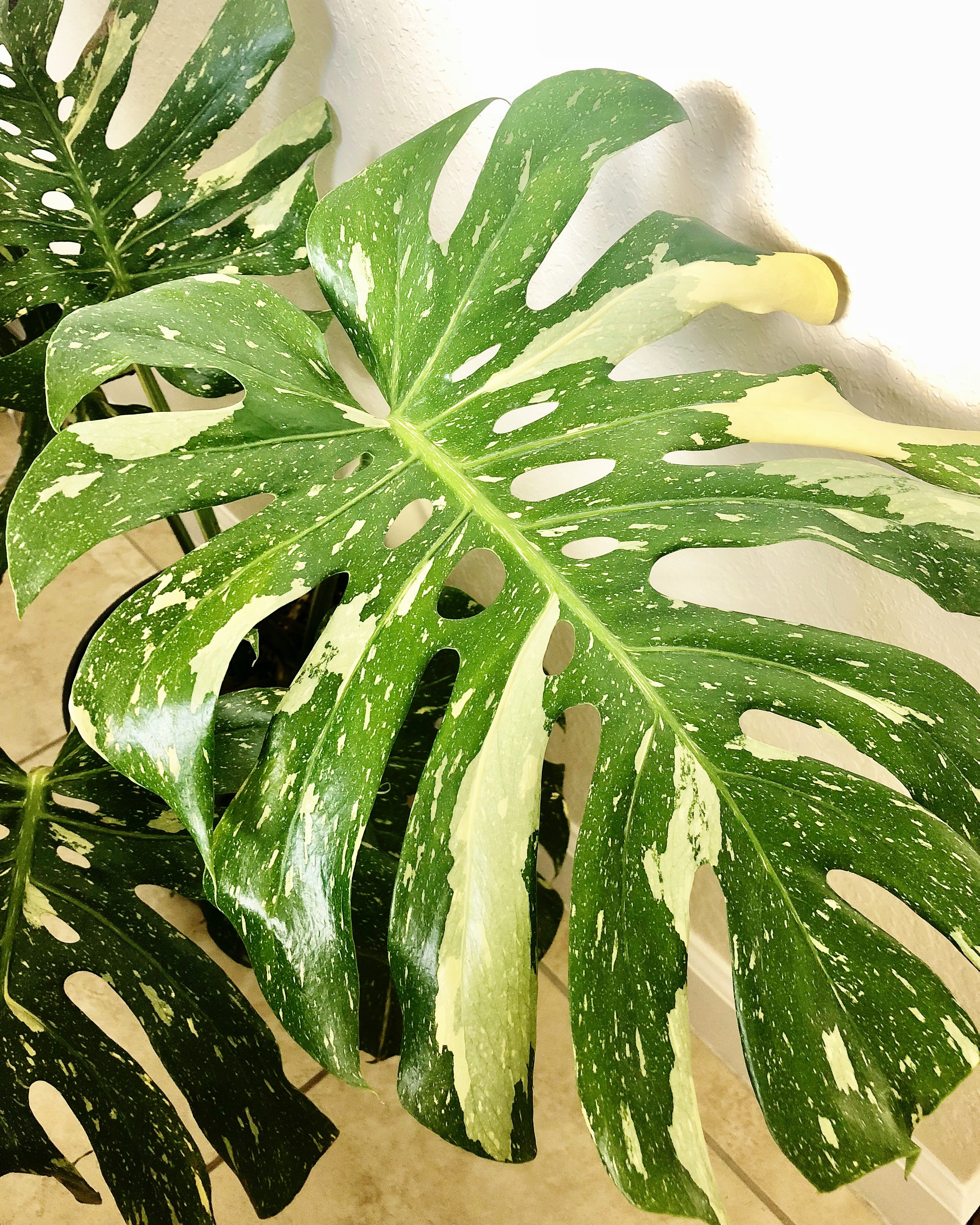 Monstera Deliciosa Thai Constellation #2 - Urbn Tropic