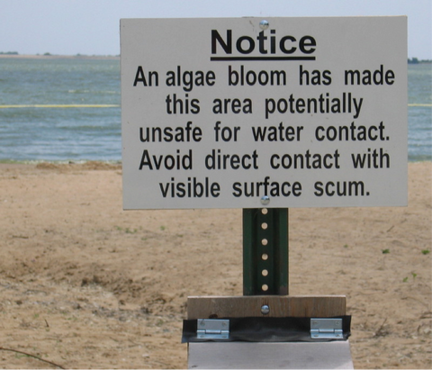 Toledo Algae Bloom