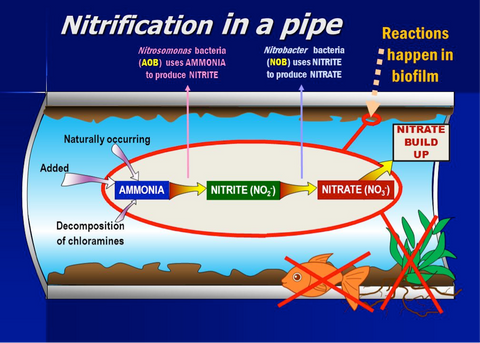 Nitrification