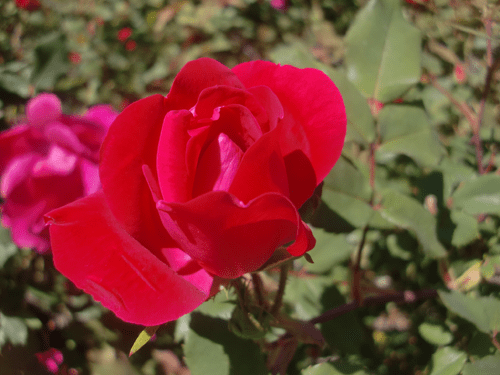 Knockout Roses Care