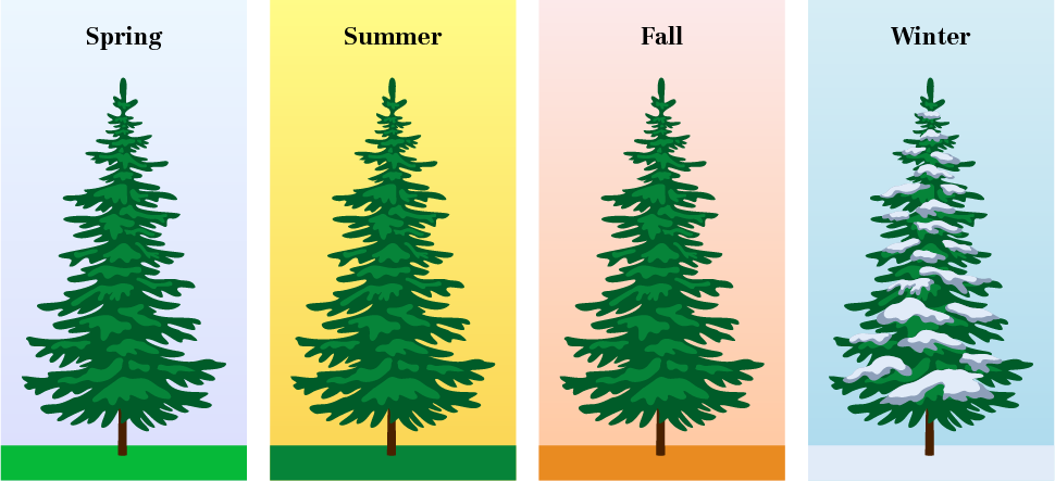 Evergreen trees through the season