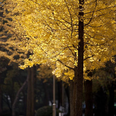 Autumn Purple Ash to Autumn Gold Ginkgo