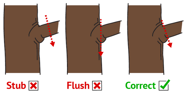 Pruning technique