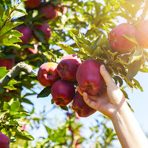 Apple tree