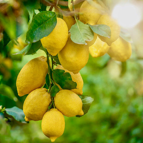 Citrus tree, lemon tree with fruit