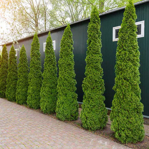 Evergreen trees privacy trees