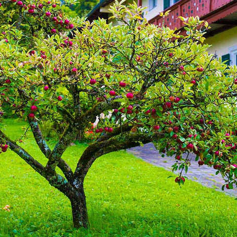 Fruit trees, apple tree with fruit