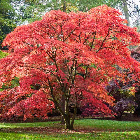 Japanese Maple Tree