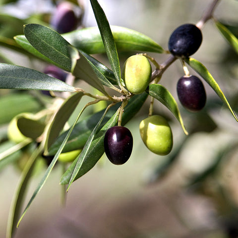 Olive tree with fruit