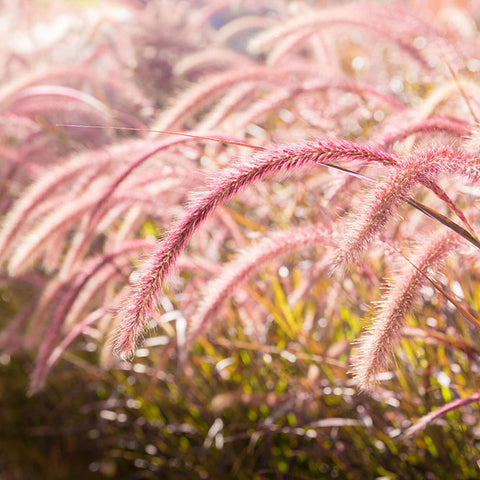 Ornamental grass