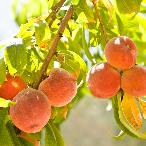 Peach tree and branch with fruit