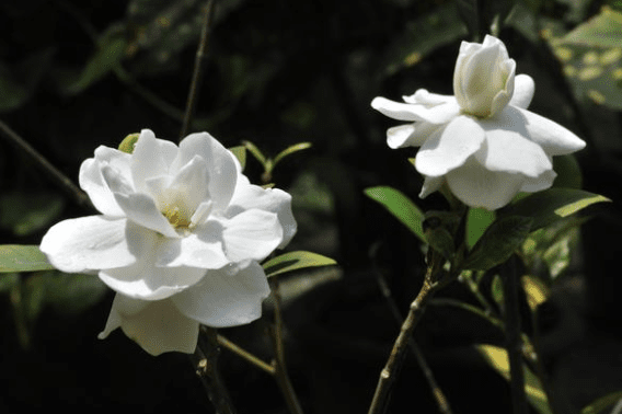 Monrovia White Frostproof Gardenia Flowering Shrub In Pot (With