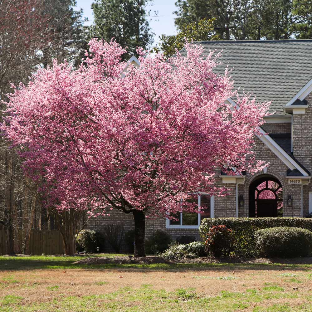 Kwanzan Cherry Trees for Sale