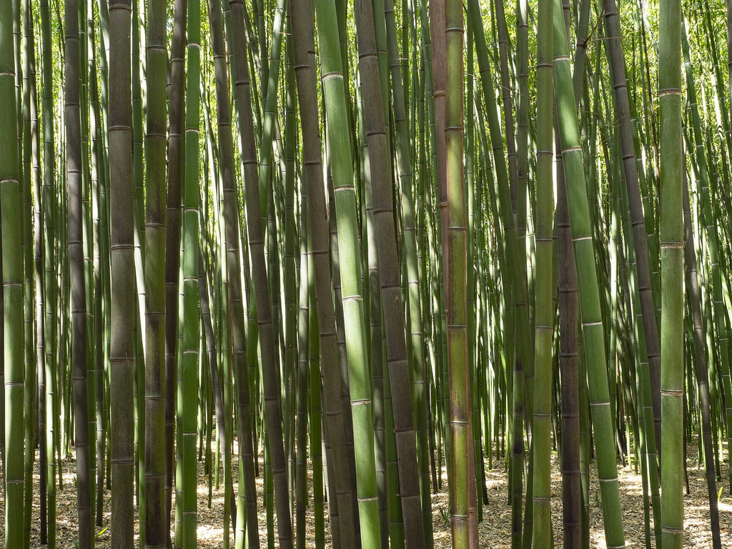Bamboo Plants for Sale | BrighterBlooms.com