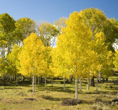 Quaking Aspen Tree