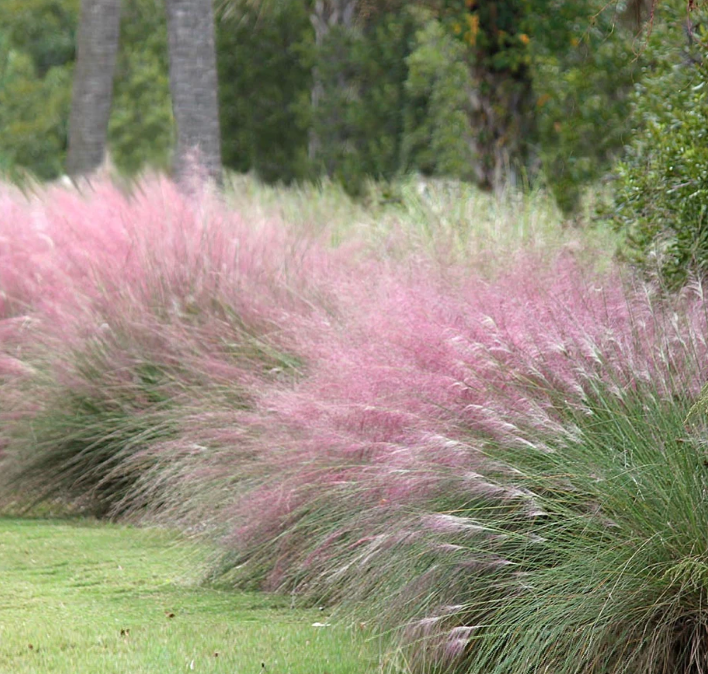 Pink Muhly Grass