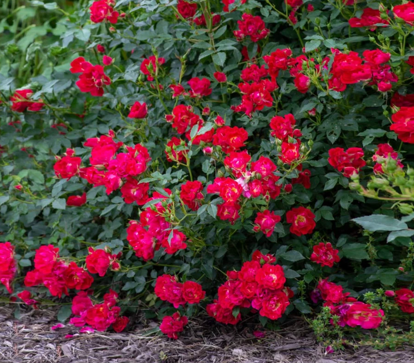 Red Drift Rose