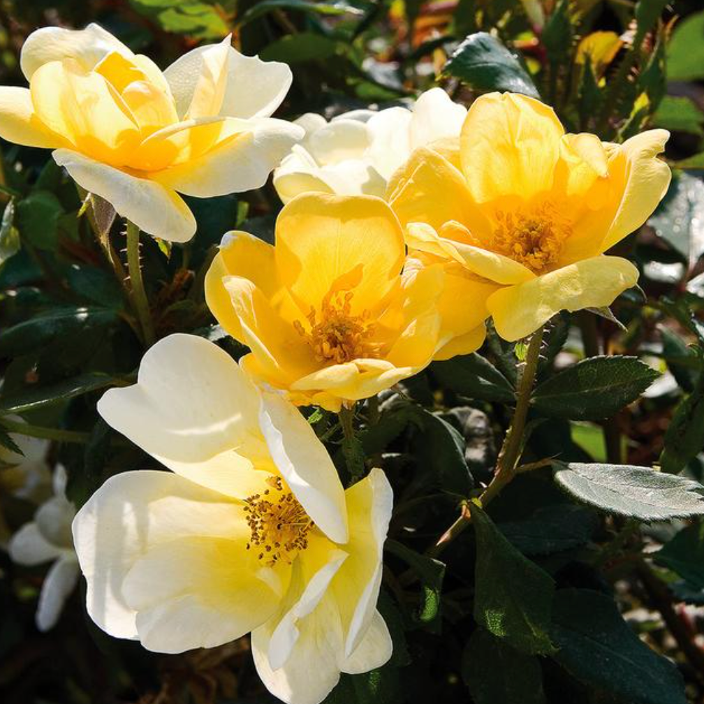 Sunny Knock Out Rose